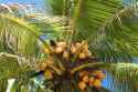 coconut_tree.jpg