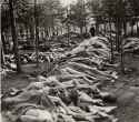 The unburied bodies of the dead found after liberation.jpg