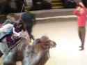 7987987.webm