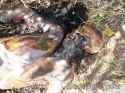 vultures-alert-farmers-decomposing-human-corpse-brazil-10.jpg