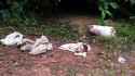 remains-decapitation-dismemberment-man-found-highway-manaus-brazil-02-840x473.jpg