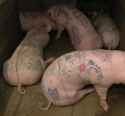 Tattoos on Pigs Animal Cruelty or Art.jpg