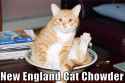 new_england_cat__chowder_trollcat (2018_03_29 01_37_31 UTC).jpg