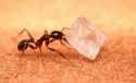 sugar-ant.jpg