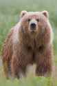 200px-2010-brown-bear.jpg