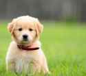 thumbs_impossibly-cute-puppy-8.jpg