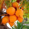 orange-coconut-500x500.jpg