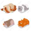 80927347-guinea-pig-breeds-set-with-peruvian-american-teddy-skinny-and-abyssinian-pet-rodents-vector-illustra-Stock-Vector.jpg