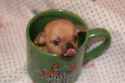 Pup-in-a-Cup.jpg