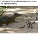 look-at-this-beautiful-florida-swamp-cat-and-her-adorable-29582700.png