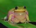 Frog-Boobs.jpg