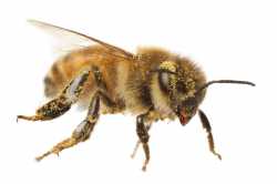 bee.jpg