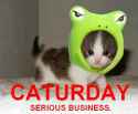 caturday_srs.jpg