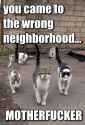 cats wrong neighborhood.jpg