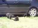 1518351785122.webm