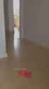 1524178329797.webm