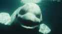 Real deep sea fish - photo#16.jpg