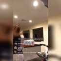 UnawareConfusedCopepod.webm