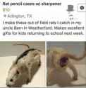 rats.jpg