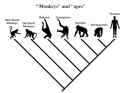 monkey.jpg